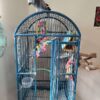 2 African Grey Parrots With Large Cage For Sale - Image 3