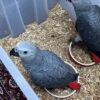 baby african grey
