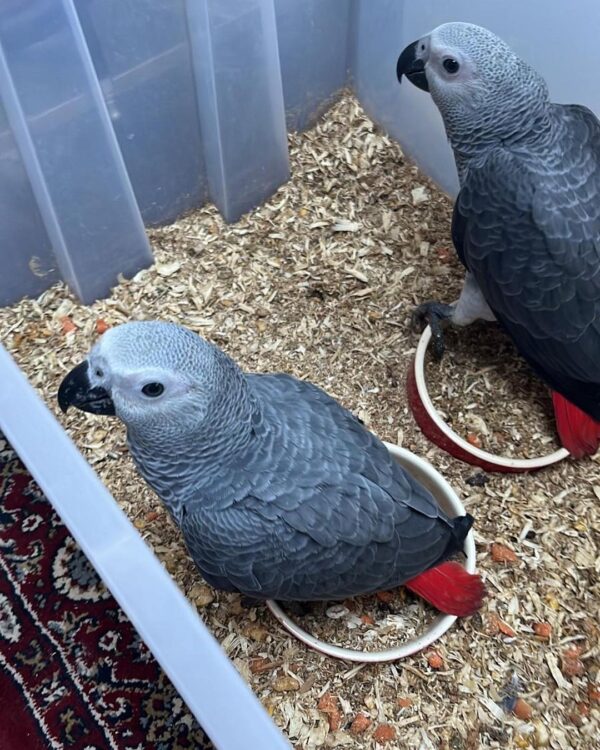 baby african grey