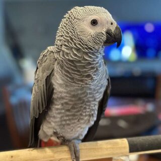 Hand Reared Male African Grey Parrot