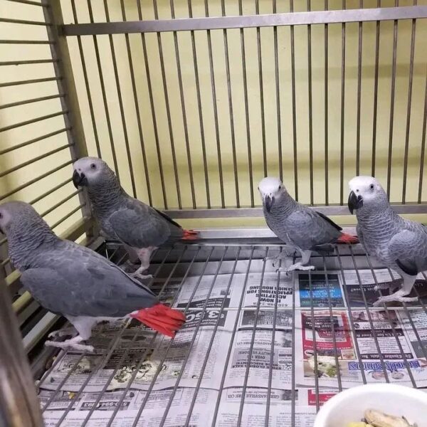 Male and Female Babies African Grey Parrots