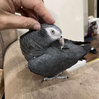 female Timneh African grey parrot