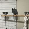 Beautiful female Timneh African Grey Parrot - Image 2