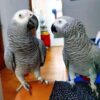 2 African Grey parrots for sale