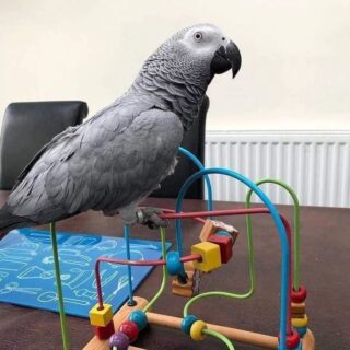  Male Congo African Grey