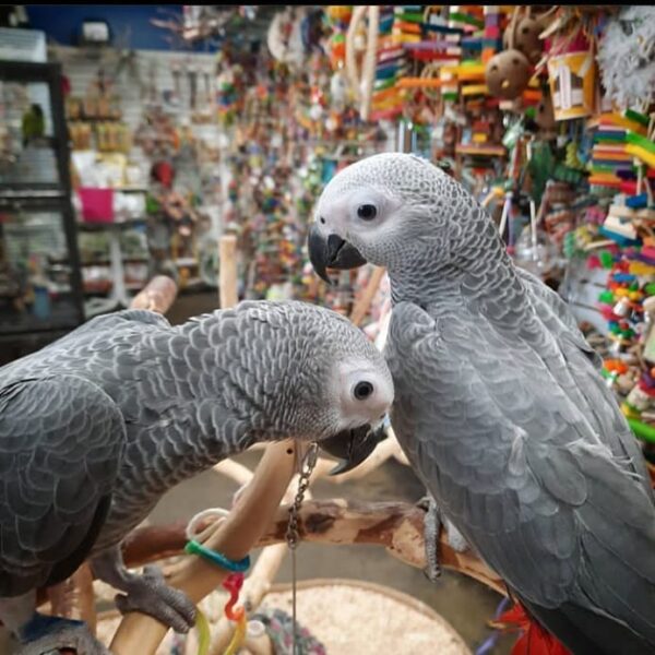 2 African Grey Parrots With Large Cage For Sale