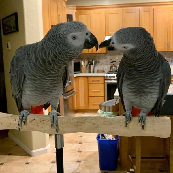 Pair Of lovely 7 months old African grey parrot