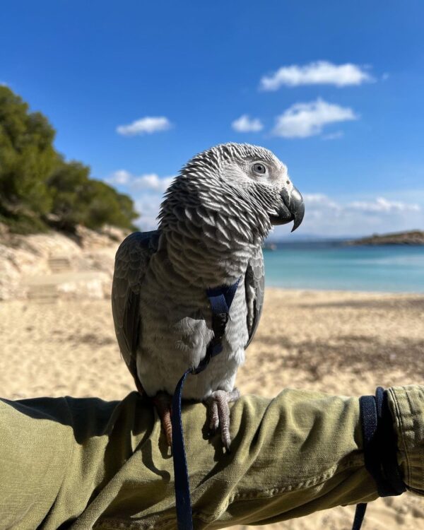 Charming  Female African grey parrot