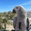 Charming  Female African grey parrot