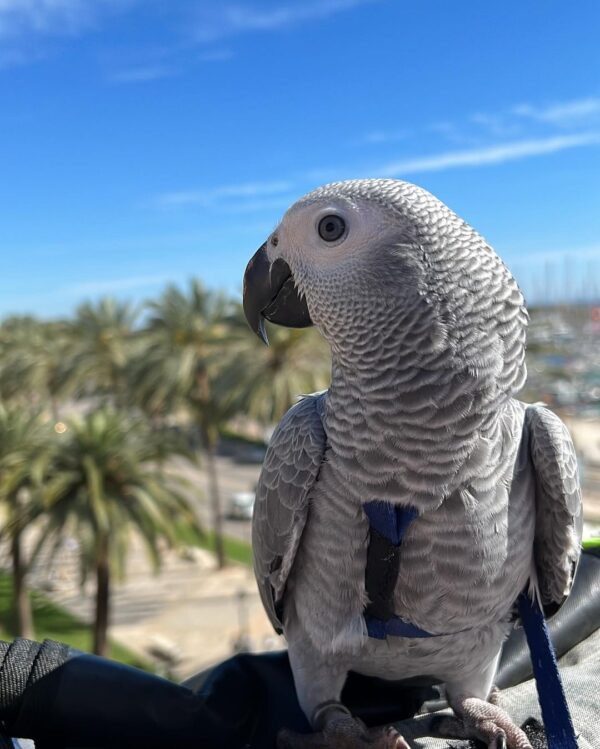 Charming  Female African grey parrot