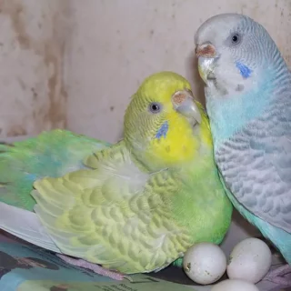 Fertile Parakeet Eggs For Sale