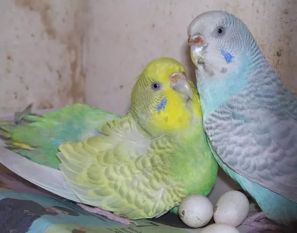 Fertile Parakeet Eggs For Sale