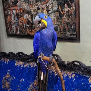 Talking Hyacinth Macaw Parrots for sale