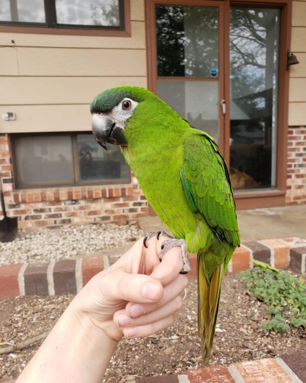 Hand Fed Hahns Mini Macaw