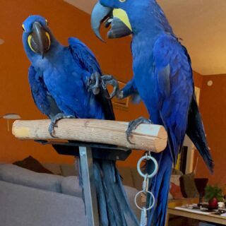 pair of talking Hyacinth Macaw parrots