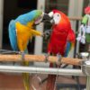 Bonded pair male and female macaws - Image 2