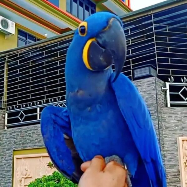 7 months old  male Hyacinth macaw parrot