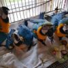 Baby's blue and gold macaws - Image 2
