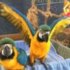 Baby's blue and gold macaws - Image 4