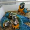 Baby's blue and gold macaws