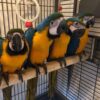 Baby's blue and gold macaws - Image 3