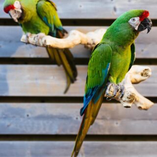 Male and Female Military Macaw Parrots