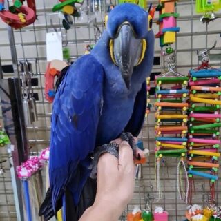 baby male Hyacinth macaw parrot