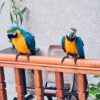 Male and Female Blue & Gold Macaws
