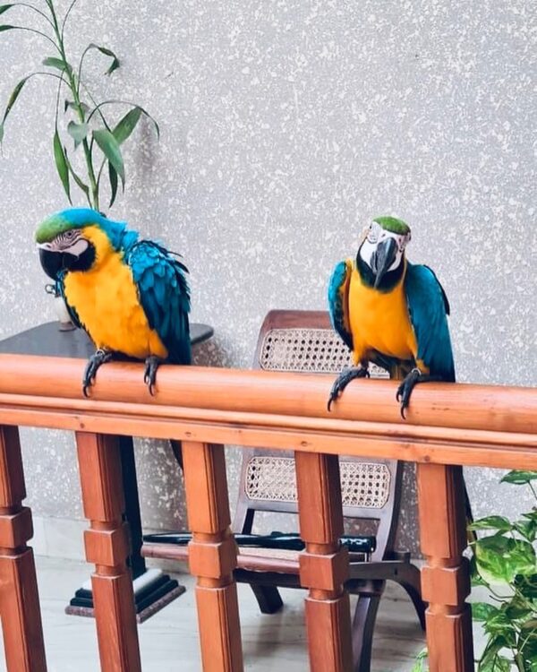 Male and Female Blue & Gold Macaws