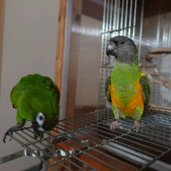 New Large Aqua Hahns Macaw Babies