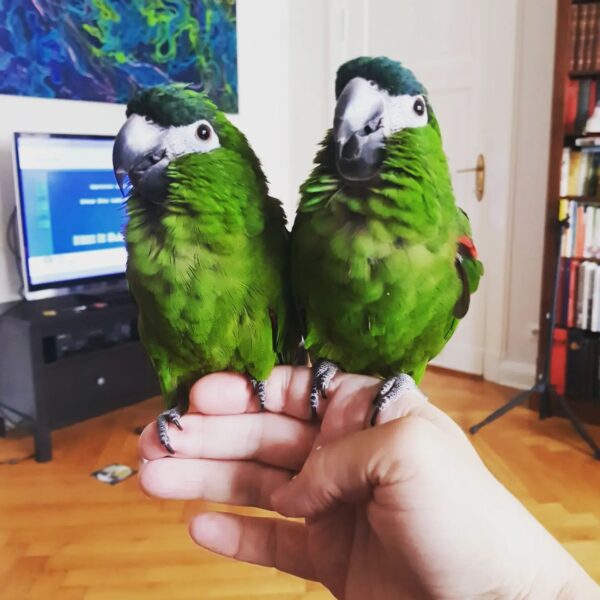 Pair of Hahns Mini Macaw - Great Talkers