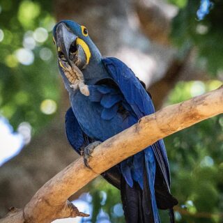 tamed and trained female Hyacinth macaw parrot