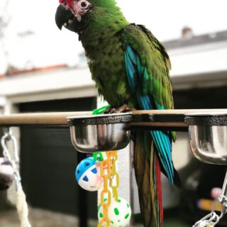 Female Military Macaw Parrot