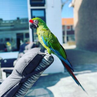 lovely military macaw parrot