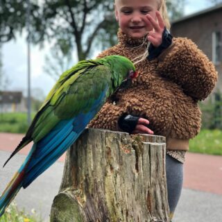 Friendly Male Military Macaw Bird