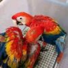 Scarlet Macaw Chicks - ready soon - Image 2