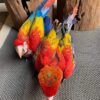 Scarlet Macaw Chicks - ready soon