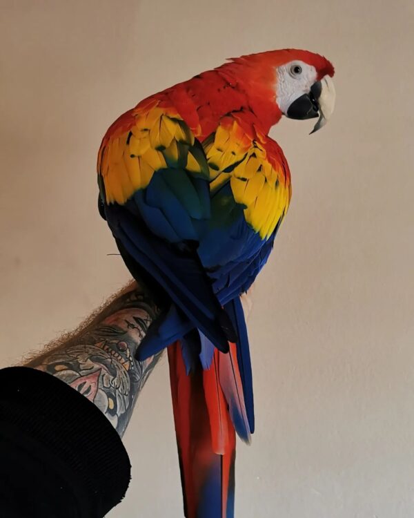 TAMED, TALKING & TRAINED SCARLET MACAW