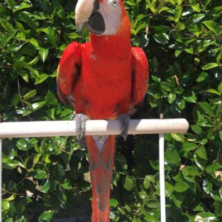 Female Scarlet Macaw Parrot