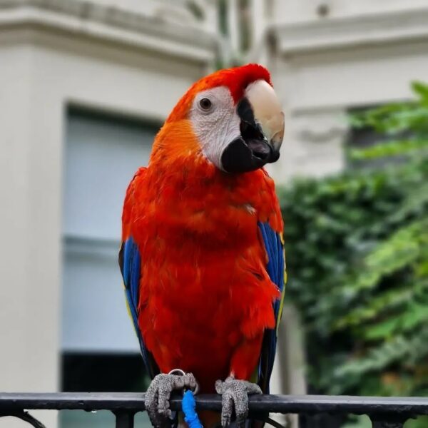 Scarlet macaw parrot