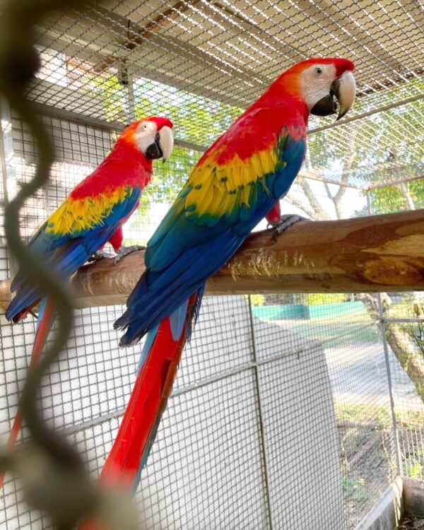 Cutest 2 Scarlet macaw parrot (1500 each)