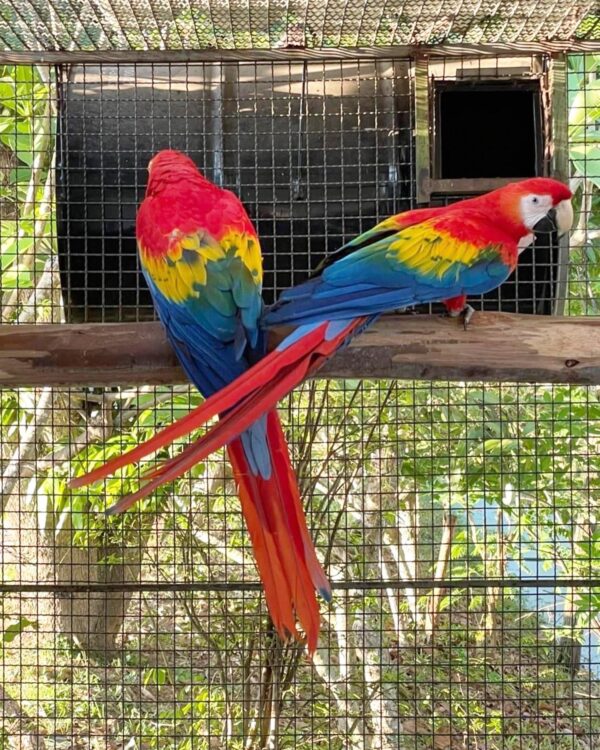 Hand Reared Scarlet Macaw For Sale