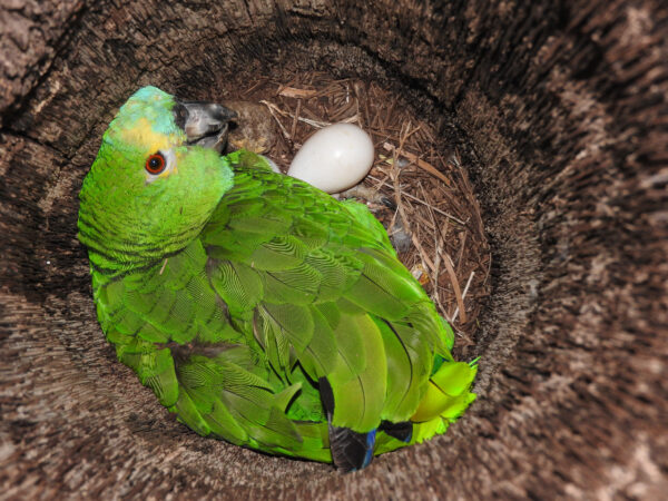 Amazon Parrot Eggs for sale