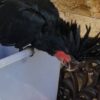 Baby Male Black Palm Cockatoo - Image 2