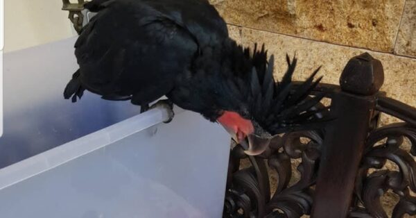 Baby Male Black Palm Cockatoo - Image 2