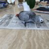 African Grey Congos (2 - Male and Female) With Cage - Image 6