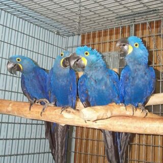 Adorable Babies Hyacinth Macaw