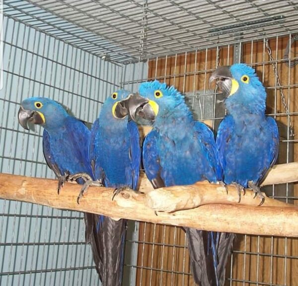 Adorable Babies Hyacinth Macaw