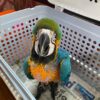 Male and Female Baby Macaw Parrot - Image 2
