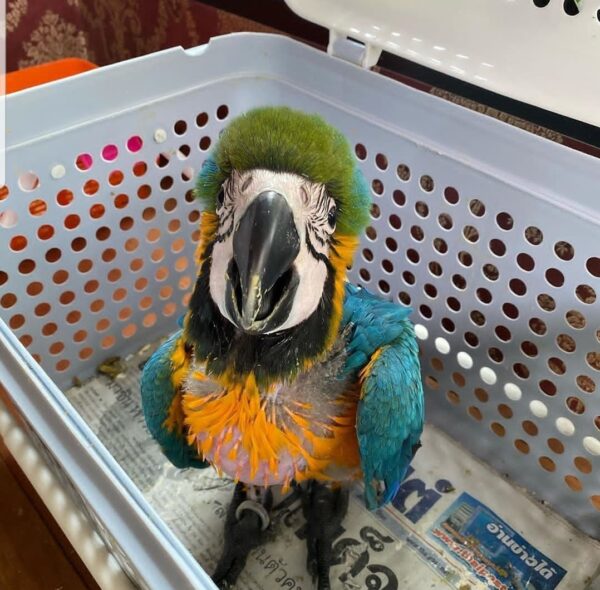 Male and Female Baby Macaw Parrot - Image 2